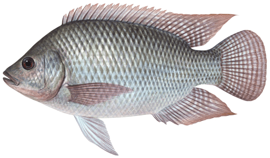 Frozen tilapia