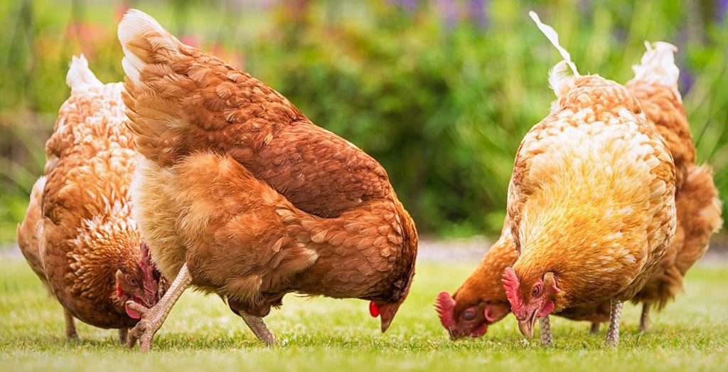 Where to Find Fresh Farm Eggs Near Me in GTA