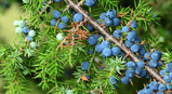 Juniper Essential Oil | Ardic yagi | 20ml - TurkishMart