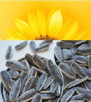 Roasted Sunflower seeds | Salted | 454g - TurkishMart