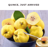 Fresh Premium Quince - Ayva (available only for brief periods - TurkishMart