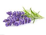 Lavender Essential Oil 