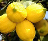 Lemon Oil | Limon kabugu yagi | 20ml - TurkishMart