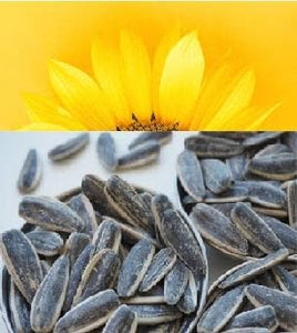 Roasted Sunflower seeds | Salted | 454g