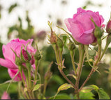 Turkishmart Rose Essential Oil 