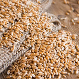 Whole Wheat Grains | Gardenia | 907g - TurkishMart
