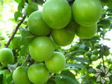 Green Plum 