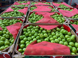 Turkishmart Green Plum 